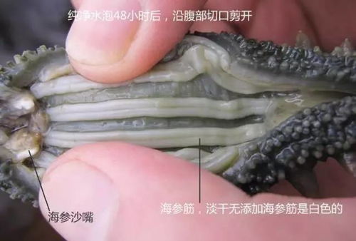 海參 自然饋贈的養(yǎng)生瑰寶，男女皆宜的滋補佳品